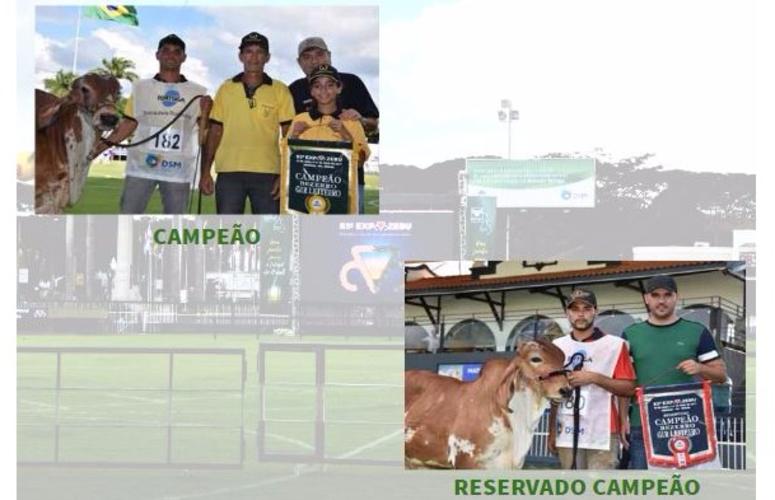 Resultado do campeonato GIR (Leiteiro) - Categoria Bezerro