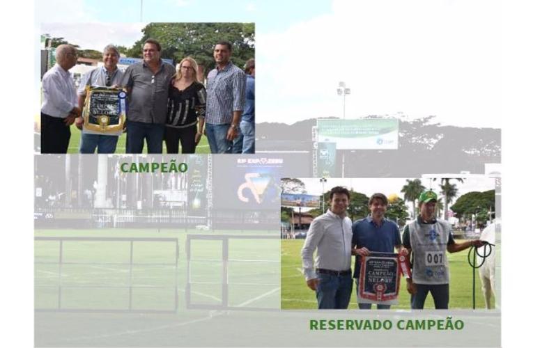 RESULTADO DO CAMPEONATO NELORE - CATEGORIA PROGÊNIE JOVEM DE PAI
