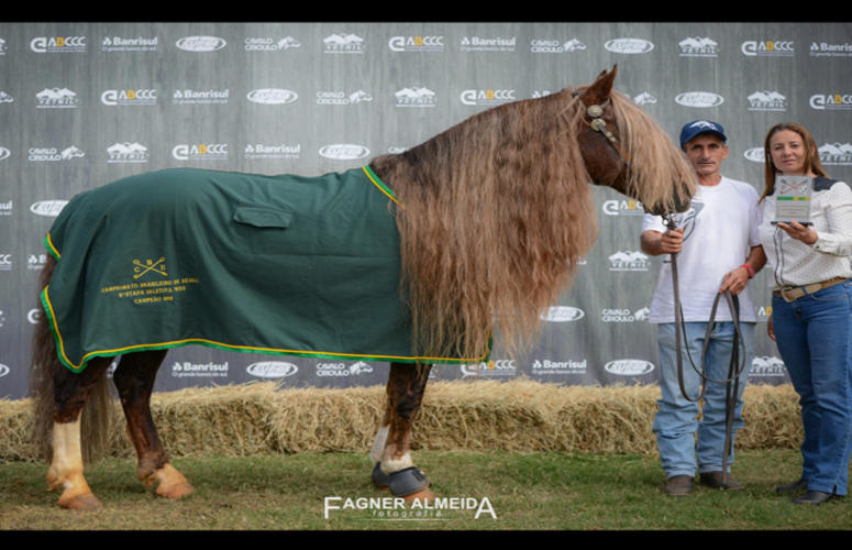 Cavalo Crioulo se classifica aos Jogos Equestres Mundiais