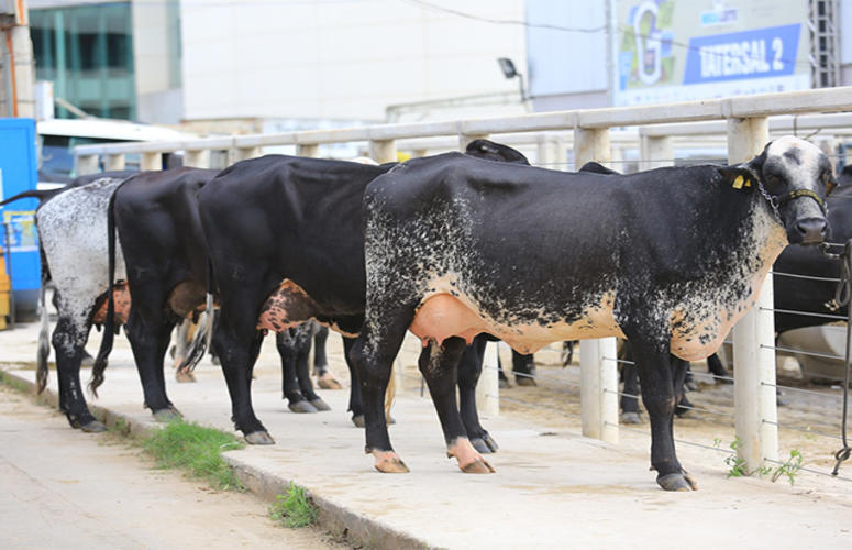 Girolando e Embrapa divulgam sumários de touros e vacas