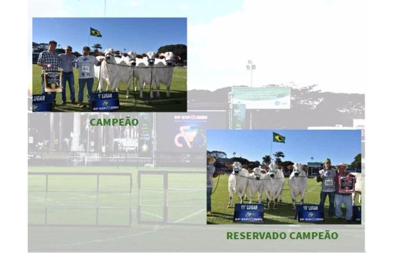 RESULTADO DO CAMPEONATO NELORE - CATEGORIA PROGÊNIE DE PAI NOVA GERAÇÃO