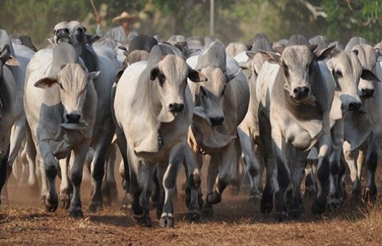Preços do boi gordo sinalizam nova tendência de alta nas principais praças brasileiras