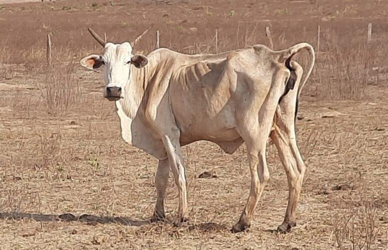 Produtor responde por maus tratos a 345 cabeças de gado em MS