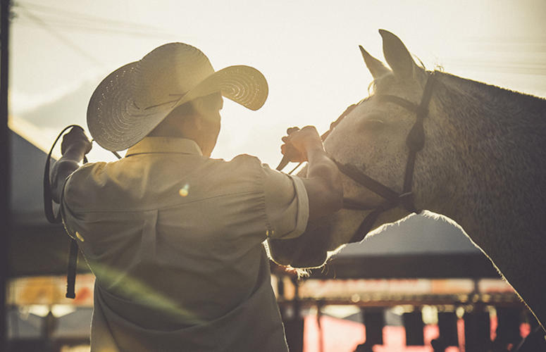 Mato Grosso do Sul é referência de mercado da raça Crioula