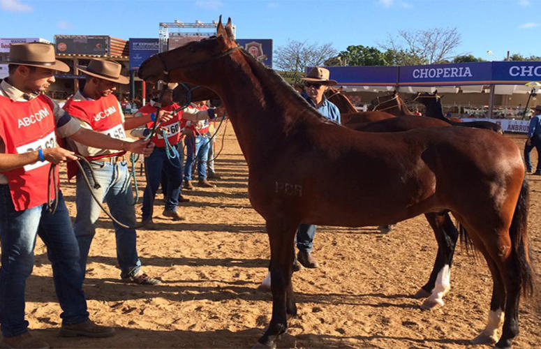 Nacional MM 2018: transmissão registra ótima audiência
