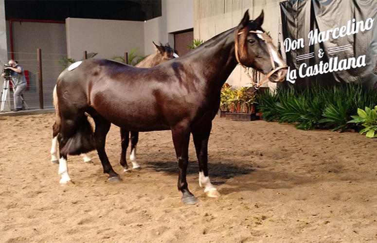 Mercado da raça Crioula vem atraindo usuários do cavalo