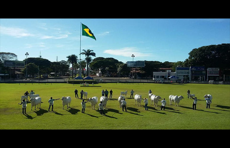 Canal Rural escala seleção para a Copa do Mundo do Zebu