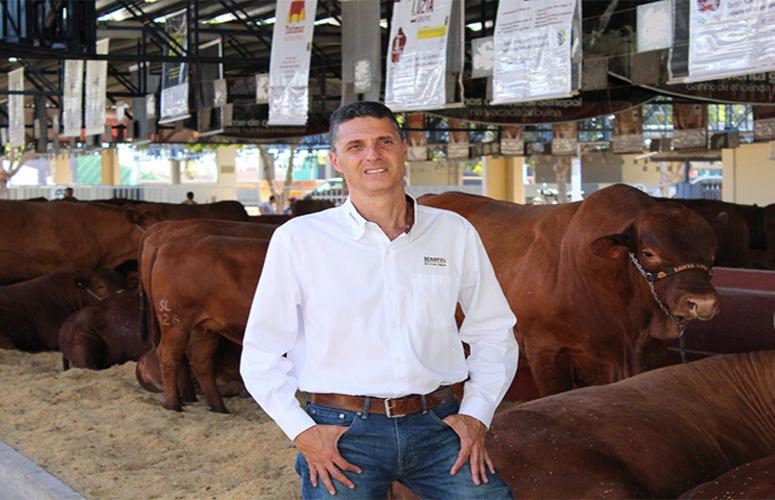 Uberaba sedia em maio Mostra Senepol na Terra do Zebu