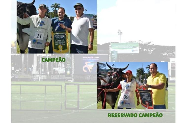 RESULTADO DO CAMPEONATO GUZERÁ - CATEGORIA PROGÊNIE DE MÃE