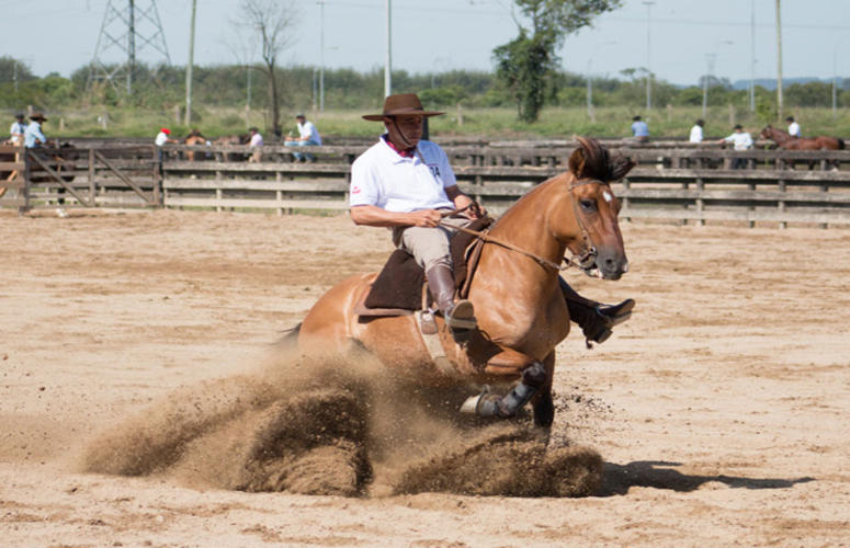 Prova Vaquero tem número recorde de animais