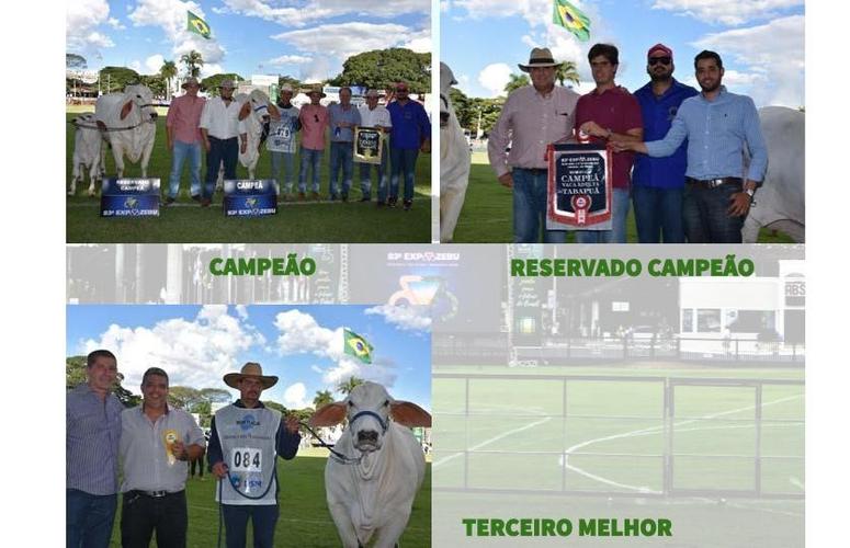 RESULTADO DO CAMPEONATO TABAPUÃ - VACA ADULTA