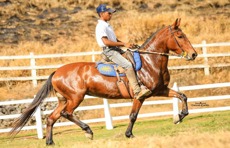 Mês inédito do Mangalarga Marchador: mais de 19 transmissões da raça