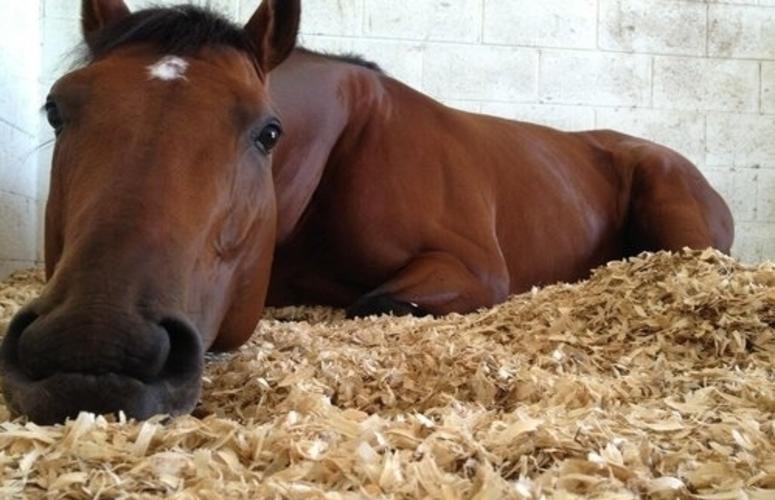 Cavalo não dorme em pé!