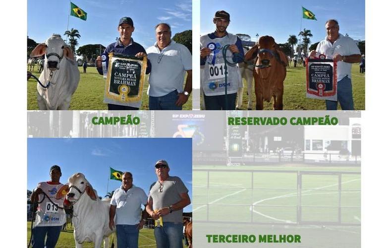 RESULTADO DO CAMPEONATO BRAHMAN - NOVILHA MENOR