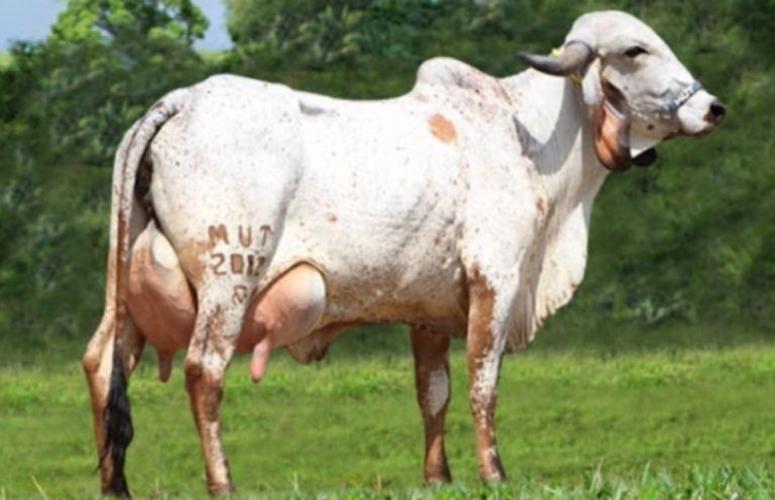 Neste domingo: 5º Leilão Genética Campeã Gir Leiteiro traz animais com potencial de fazer grandes campeonatos