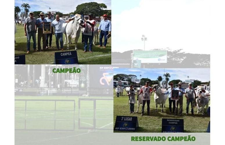 RESULTADO DO CAMPEONATO BRAHMAN - VACA ADULTA