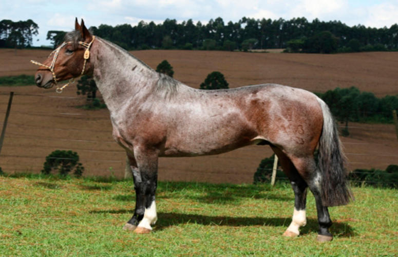 Cavalos crioulos dão show de morfologia em leilão da Cabanha Rio Bonito