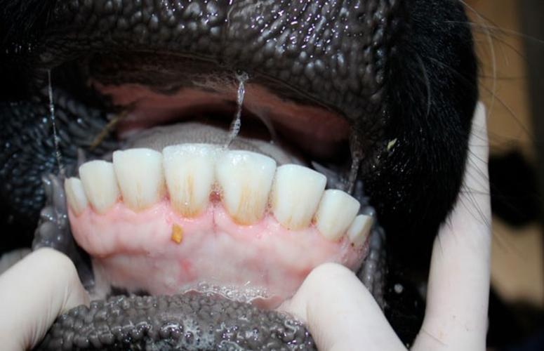 Como descobrir a idade dos bovinos pelos dentes?