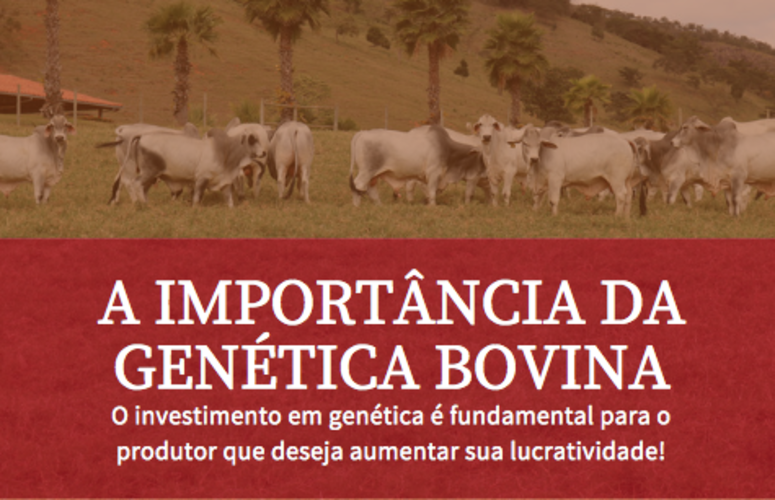 A importância da genética Bovina