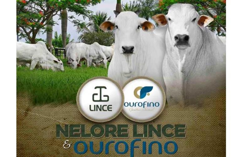 Lince & Ouro Fino Trazem oferta especial de Nelore PO