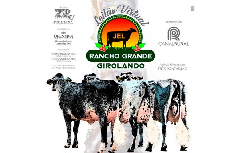 Rancho Grande Girolando oferta vacas em lactação