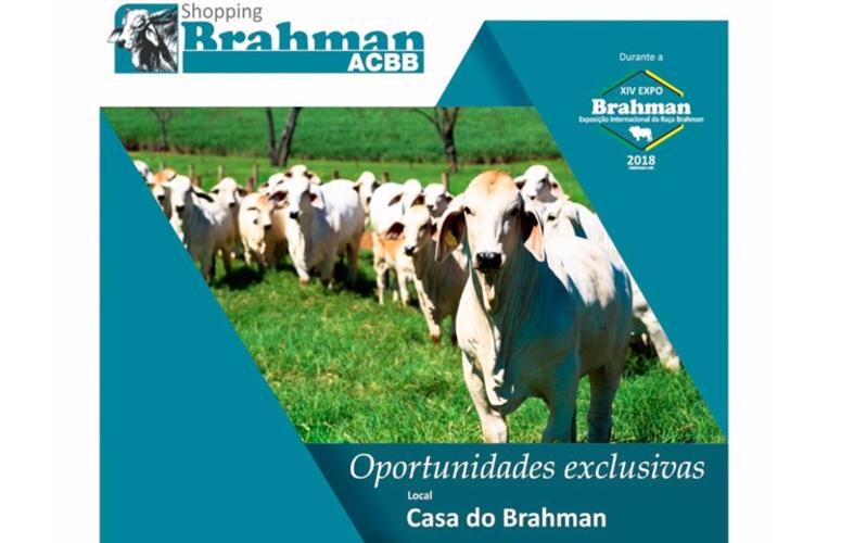 ACBB promove leilão de Brahman em Uberaba (MG)