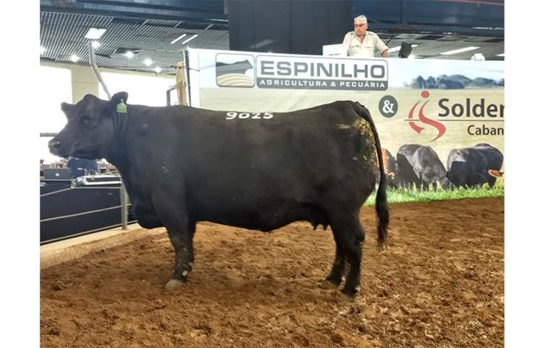 Pista limpa é destaque no Leilão Espinilho e Soldera