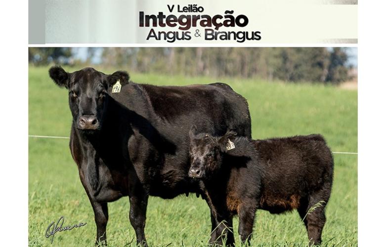 Leilão oferta 800 animais Angus e Brangus nesta sexta-feira