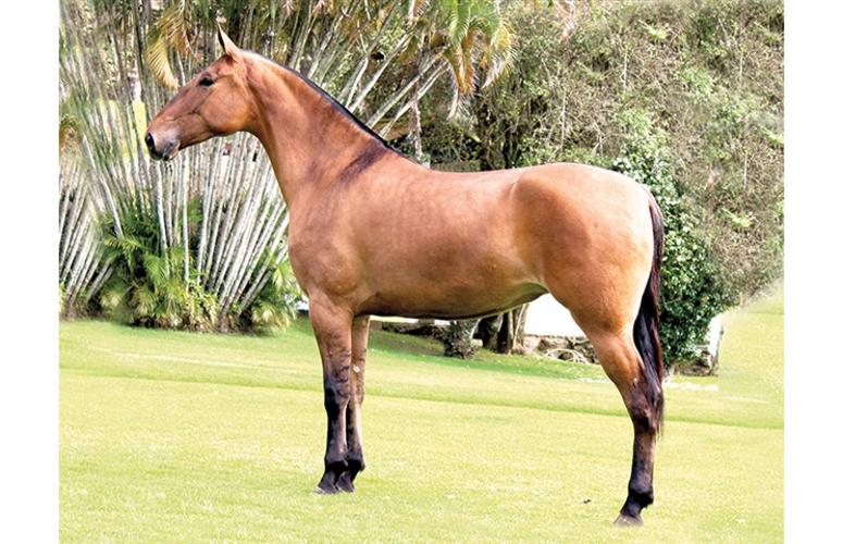 Começa no dia 14 a 38ª Exposição Nacional do Cavalo Campolina