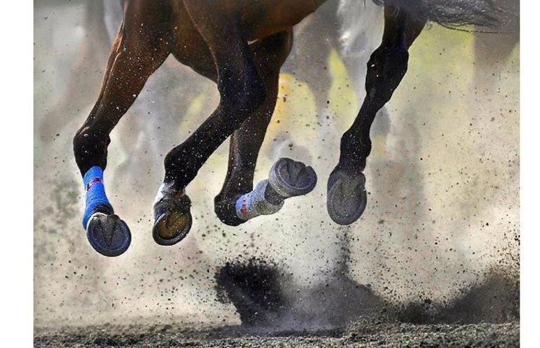 Cascos de cavalo: saiba como manter o casco do seu animal saudável