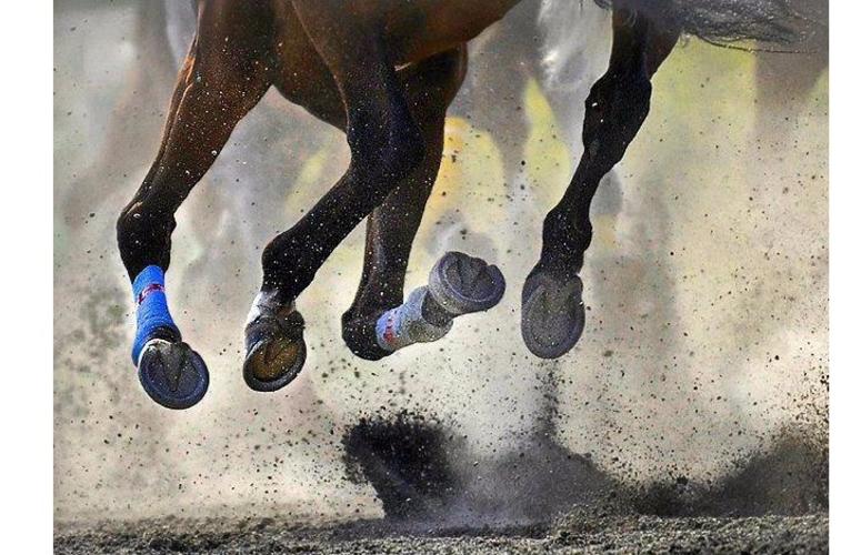 Saiba o que é necessário para ter um cavalo como animal de