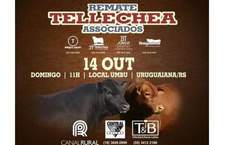 Tellechea e Associados traz força total da raça Brangus