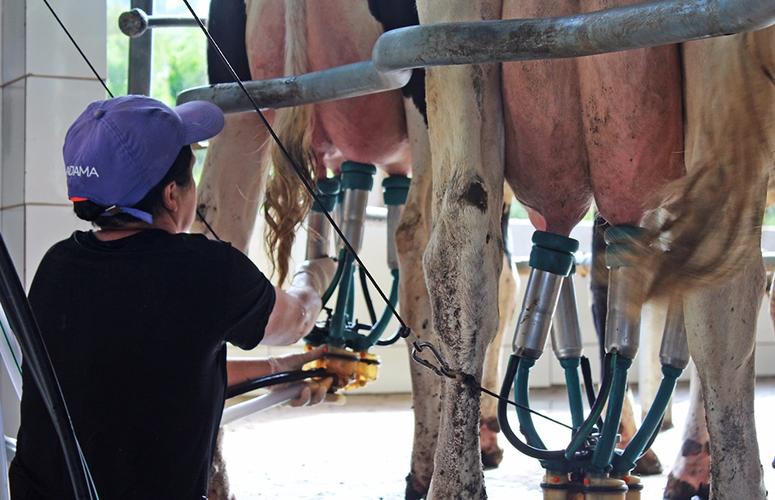 Margem do produtor de leite continua apertada