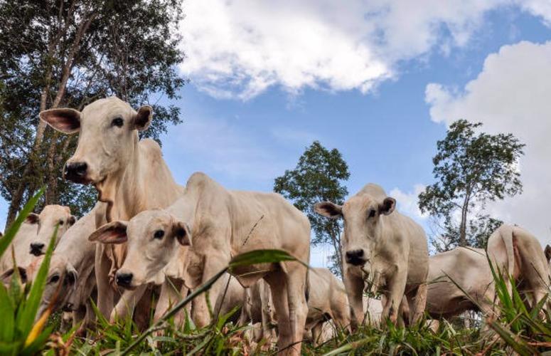Preço do Boi Gordo aumenta em 5 regiões