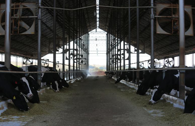 Avanços na seleção das vacas melhora produção de leite das fazendas