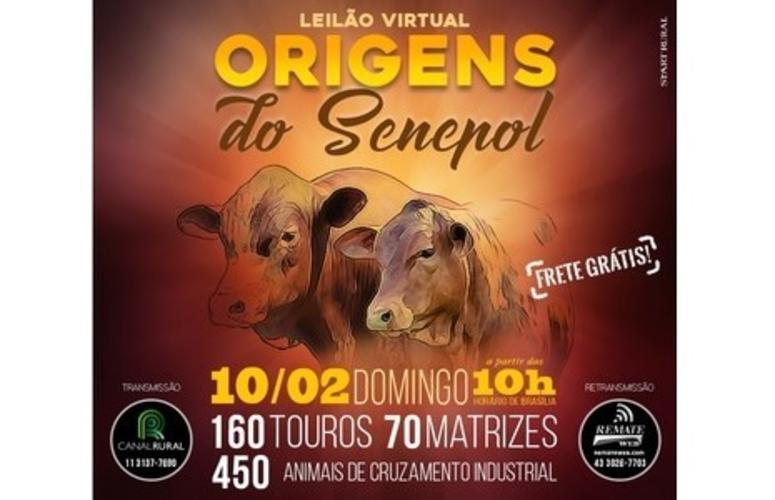 Leilão Virtual Origens do Senepol oferta animais de cruzamento industrial