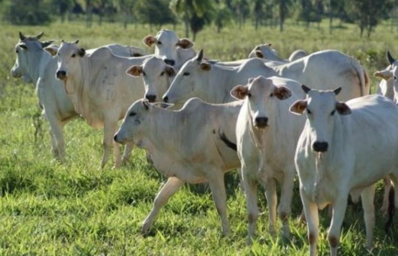 Será que o mercado de 2018 vai ser de alta para o boi gordo?