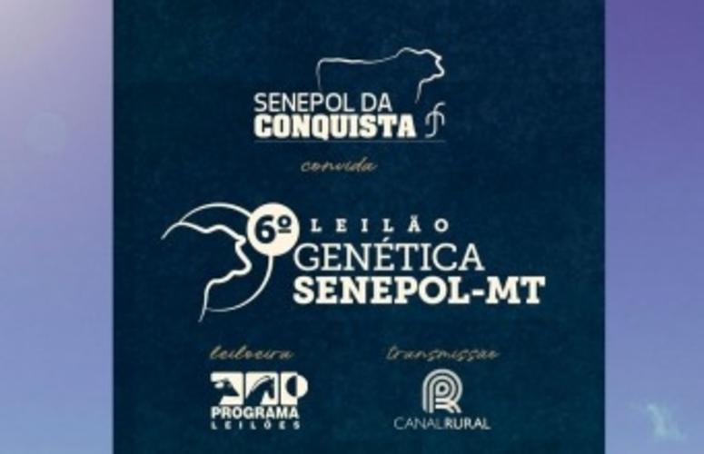 Senepol da Conquista oferta fêmeas prenhes com genética comprovada