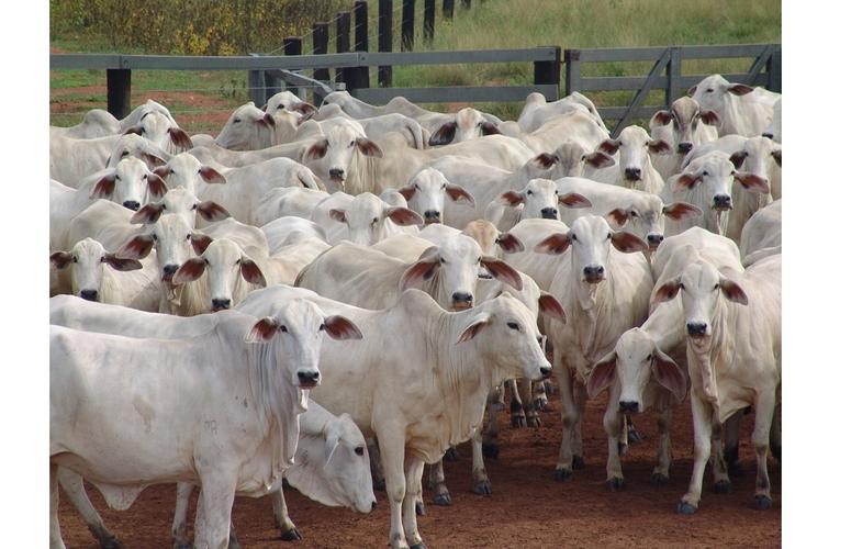 Você sabe como os criatórios escolhem os nomes de seus animais?