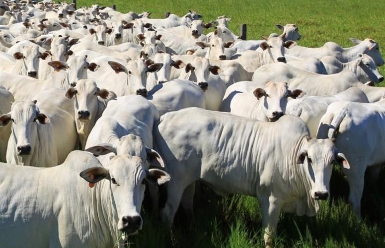 Manejo correto é amigo do meio ambiente