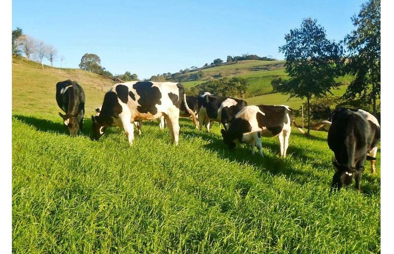 Programa 5S na gestão leiteira: como isso pode aperfeiçoar as fazendas?