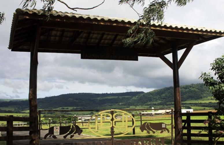 O começo de um sonho...Fazenda Senepol da Barra