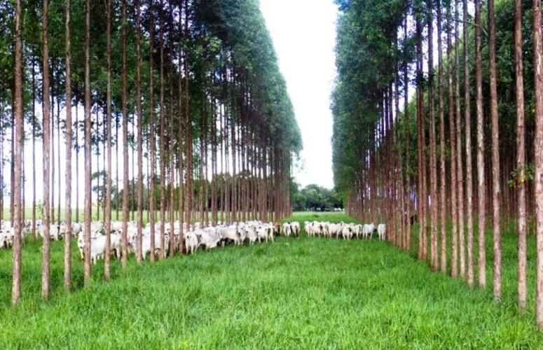 66% de aumento na produtividade em pastos consorciados