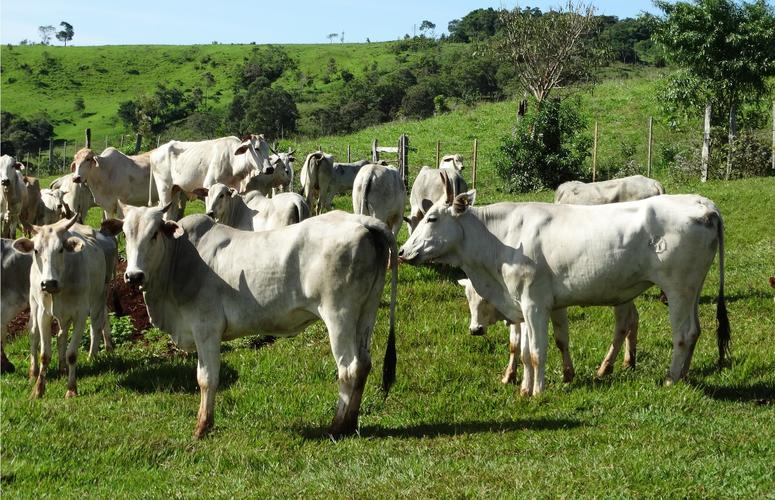 Plantel da pecuária de corte do Nordeste já chega a 30 milhões de cabeças