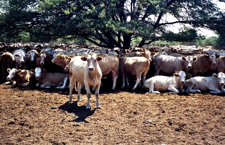 Rebanho bovino recua, mas Brasil segue com mais boi que gente, diz IBGE