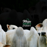 Banner - LEILÃO MEGA CIRCUITO DO CRIADOR