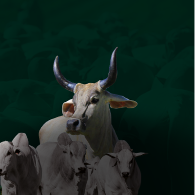 Leilão Virtual Zebu Bahia