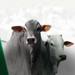 Banner - 55º LEILÃO VIRTUAL JAPARANDUBA