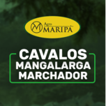Banner - LEILÃO VIRTUAL AGRO MARIPÁ - MANGALARGA MACHADOR