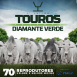Banner - 1° LEILÃO TOUROS FAZENDA DIAMANTE VERDE